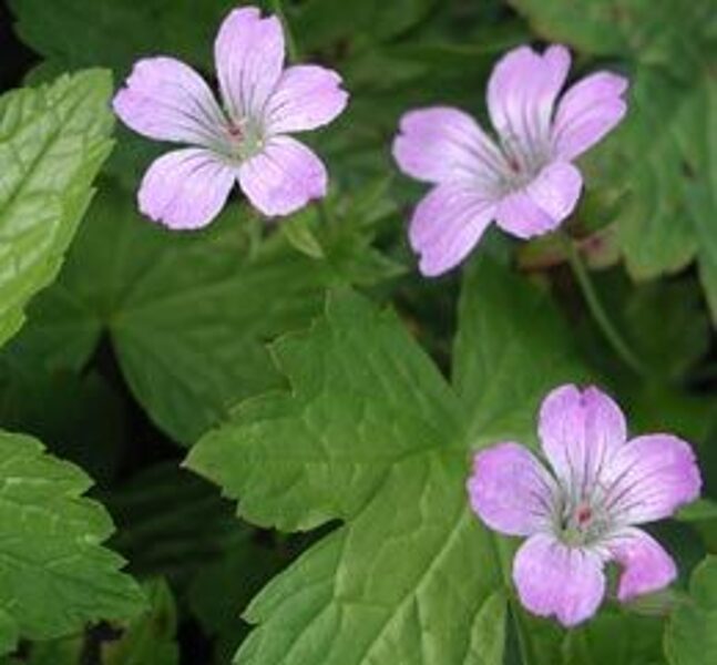 Geranium nodosum Simon