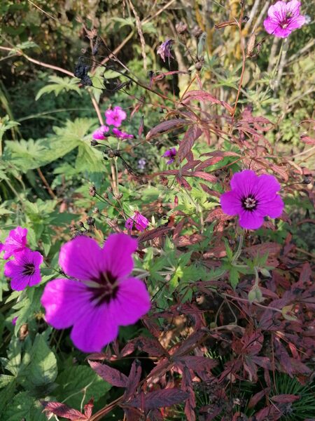 Geranium Patricia (g.endressii x g.psilostemon)