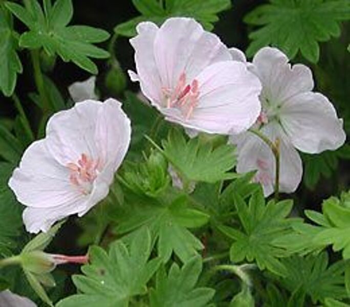 Geranium sanguineum Apfelblüte