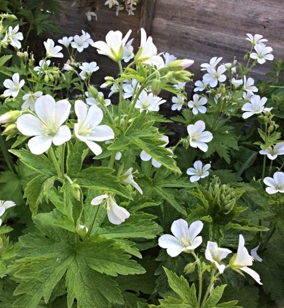 Geranium sylvaticum Alba