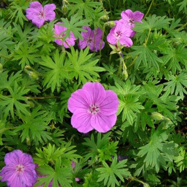 Geranium sanguineum Tiny Monster