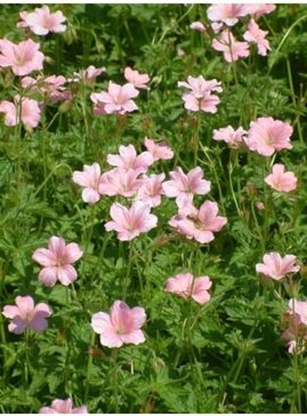 Geranium oxonianum Rose Clair