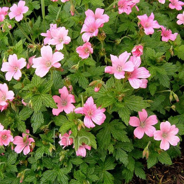 Geranium oxonianum Rose Clair- gandrene
