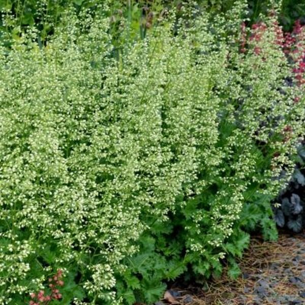 Heuchera Apple Crisp