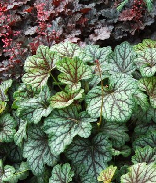 Heuchera Green Spice