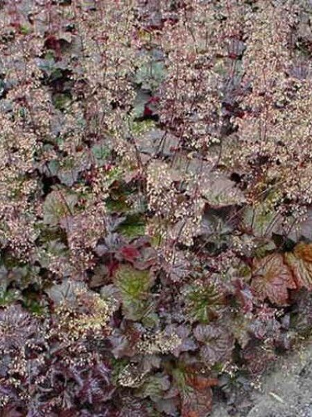 Heuchera micrantha Palace Purple