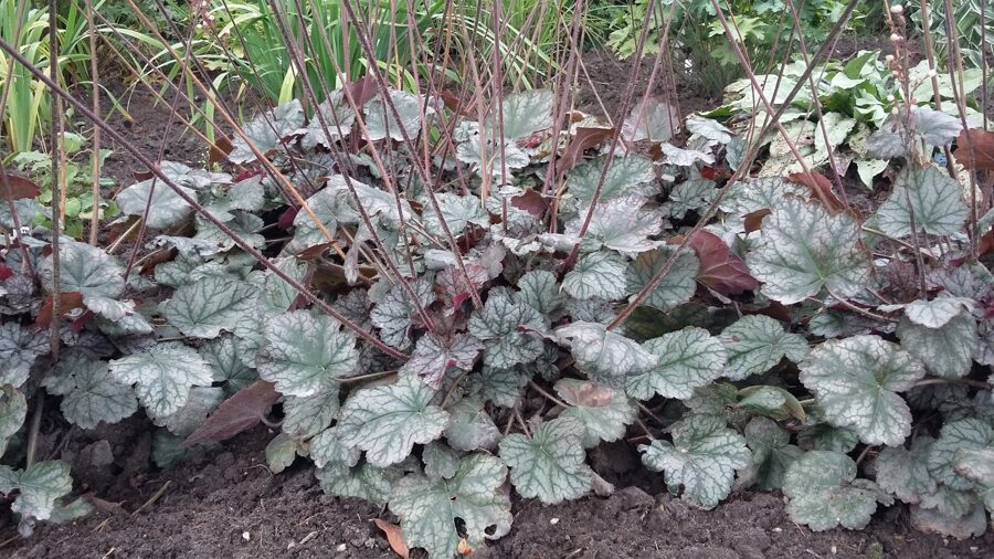 Heuchera Silver Indiana