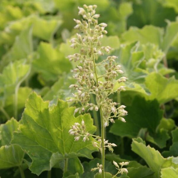 Heuchera villosa var. macrorrhiza- heihēra