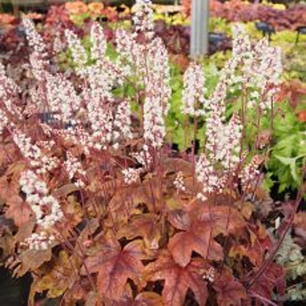 Heucherella Brass Lantern