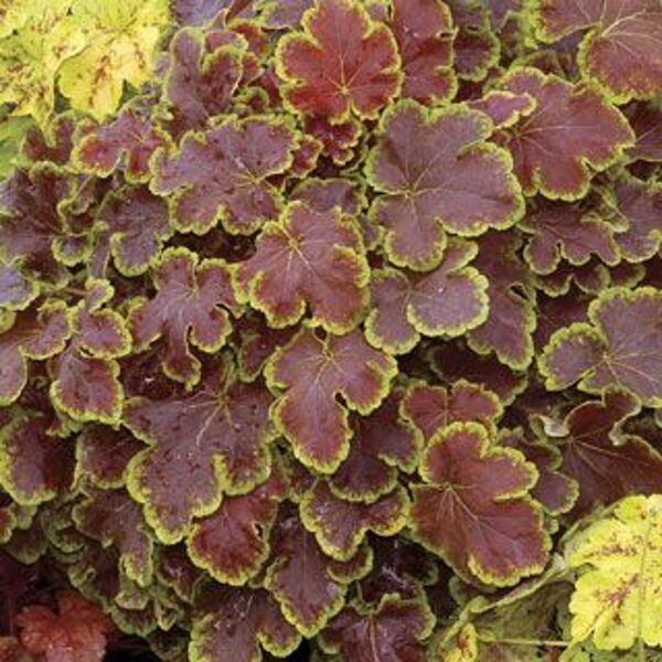 Heucherella Solar Eclipse