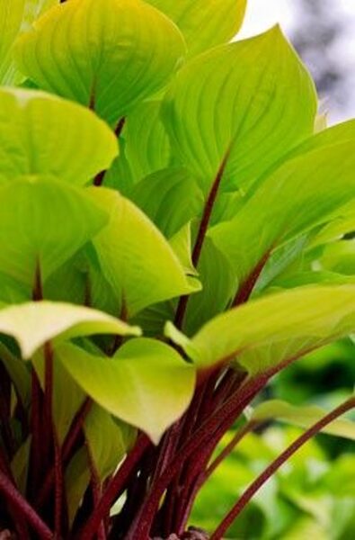 Hosta Fire Island