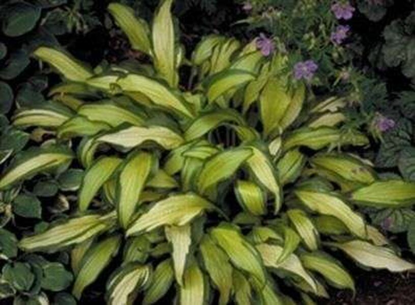 Hosta First Mate JAUNUMS 2025