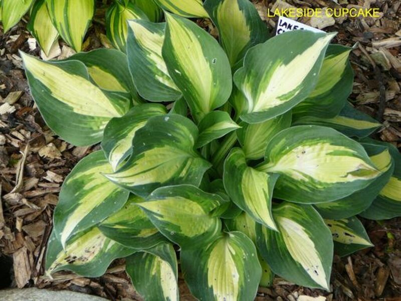Hosta Lakeside Cupcake