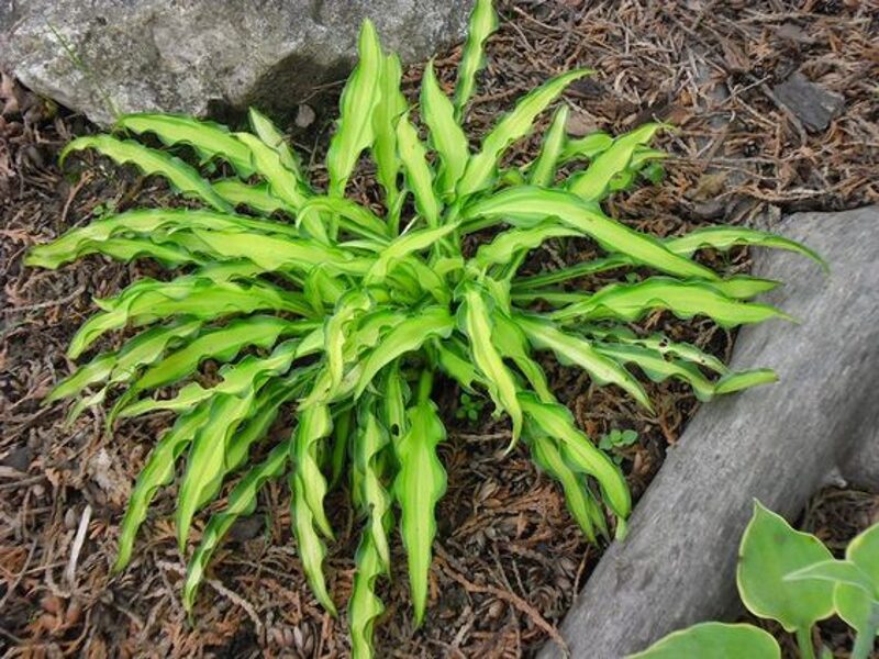 Hosta Sizzle