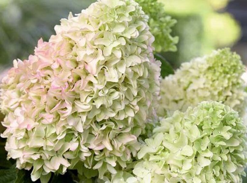 Hydrangea paniculata Magical Lime Sparkle