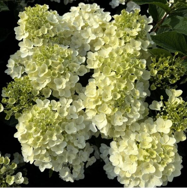 Hydrangea paniculata Living Milk and Honey