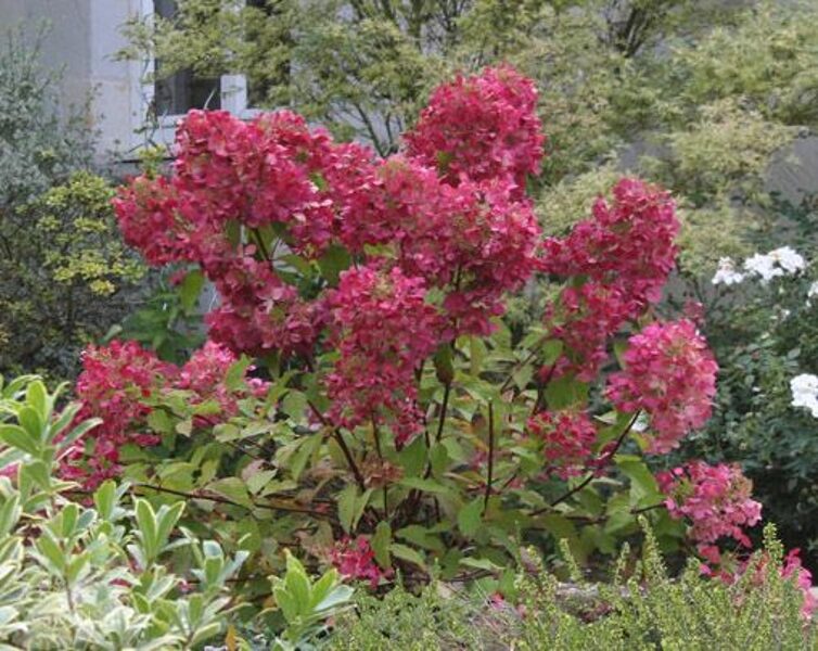 Hydrangea paniculata Wim's Red