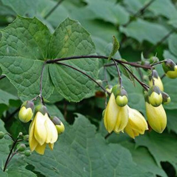 Kirengeshoma palmata