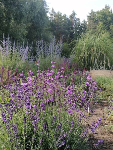 Lavandula angustifolia Hidcote Blue