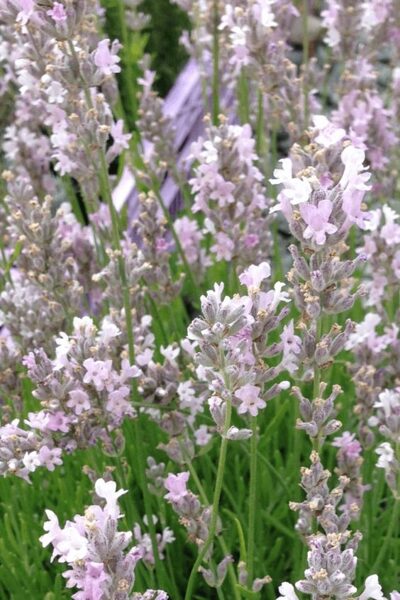 Lavandula angustifolia Rosea
