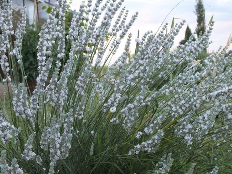 Lavandula x intermedia Alba