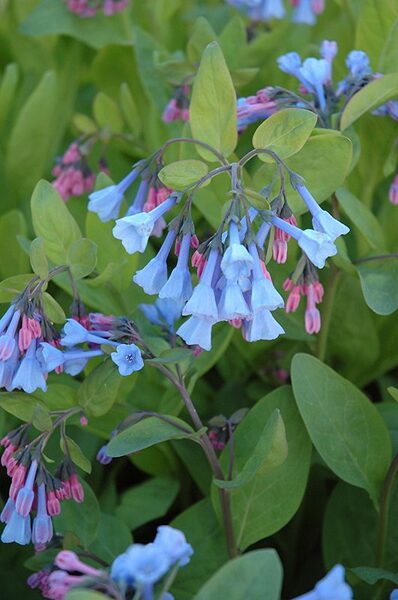 Mertensia virginica- mertenzija