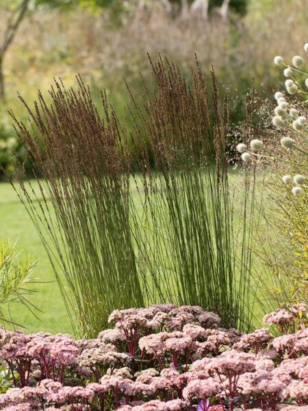 Molinia caerulea Moorhexe