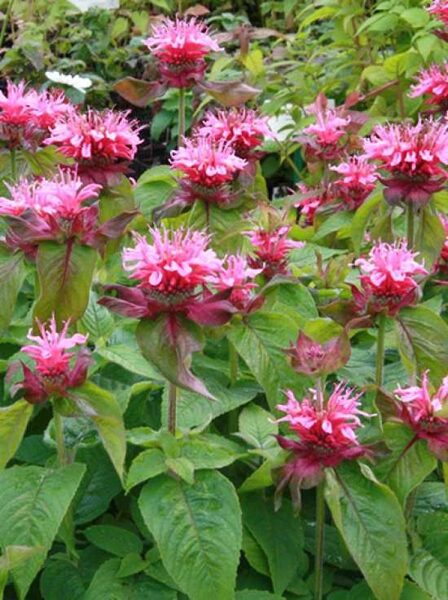 Monarda didyma Pink Lace