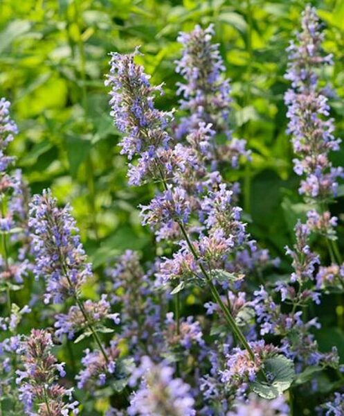 Nepeta grandiflora Bramdean