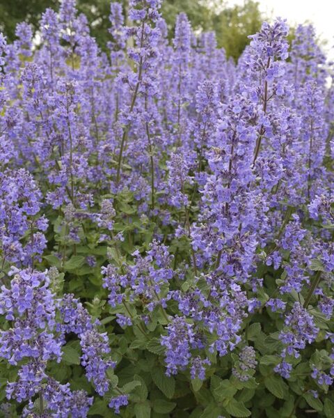 Nepeta grandiflora Summer Magic