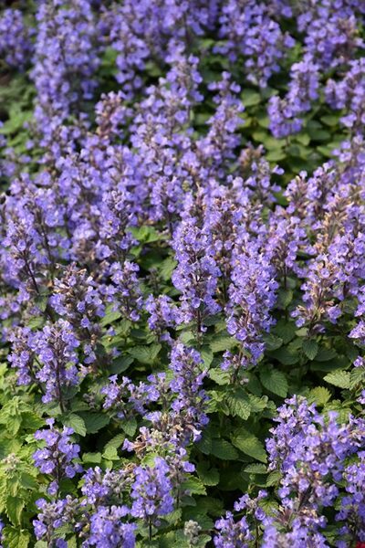 Nepeta x faassenii Purrsian Blue