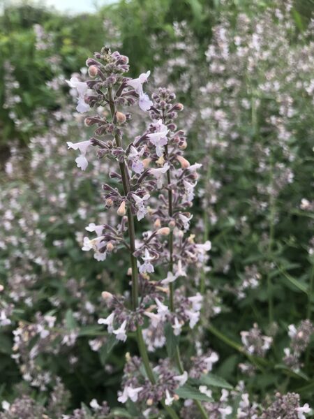 Nepeta racemosa Amelia JAUNUMS 2024