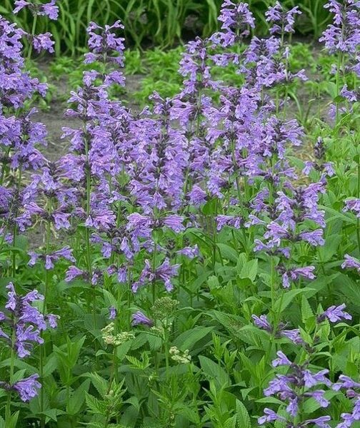 Nepeta sibirica