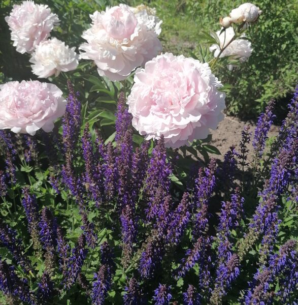 Salvia x superba Marleau Blue