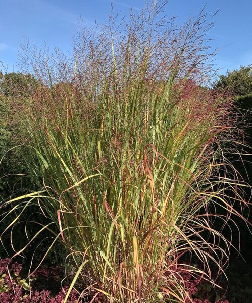 Panicum virgatum Rotstrahlbusch