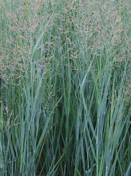 Panicum virgatum Heavy Metal