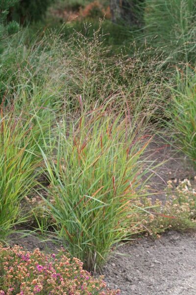 Panicum virgatum Warrior