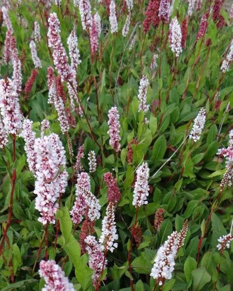 Persicaria affinis Donald Lowndes