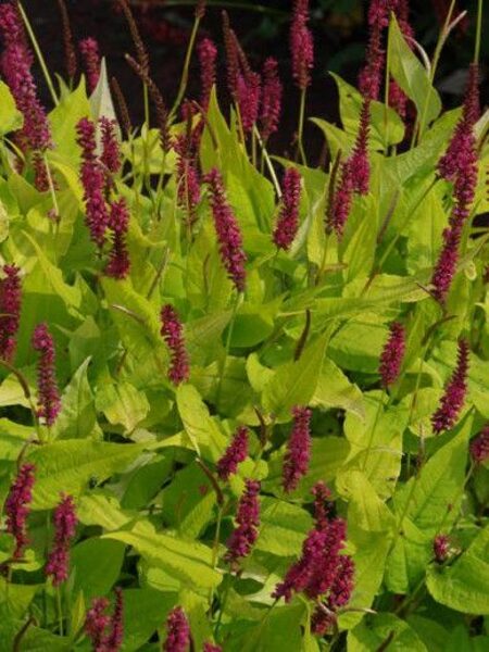 Persicaria amplexicaulis Golden Arrow JAUNUMS 2025