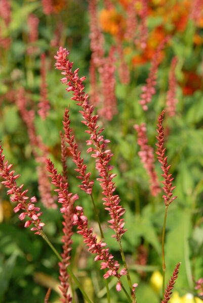 Persicaria amplexicaulis Orange Field JAUNUMS 2025