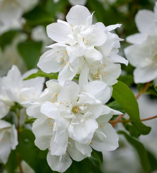 Philadelphus Manteau d'Hermine