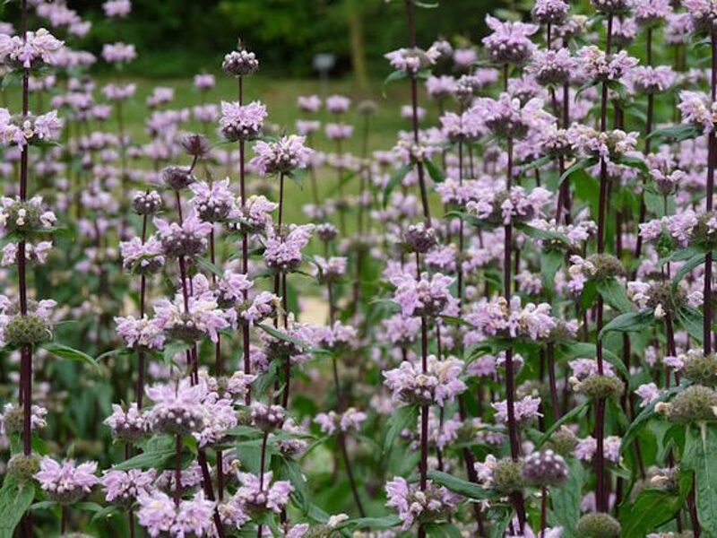 Phlomis tuberosa Bronze Flamingo
