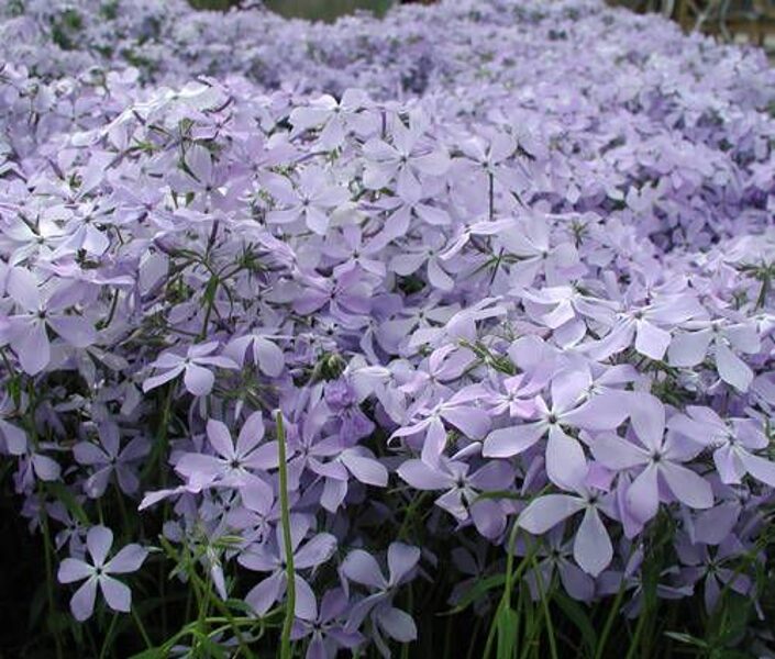 Phlox divaricata Clouds of Perfume