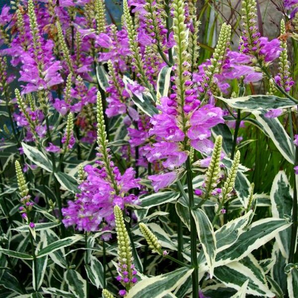 Physostegia virginiana Variegata