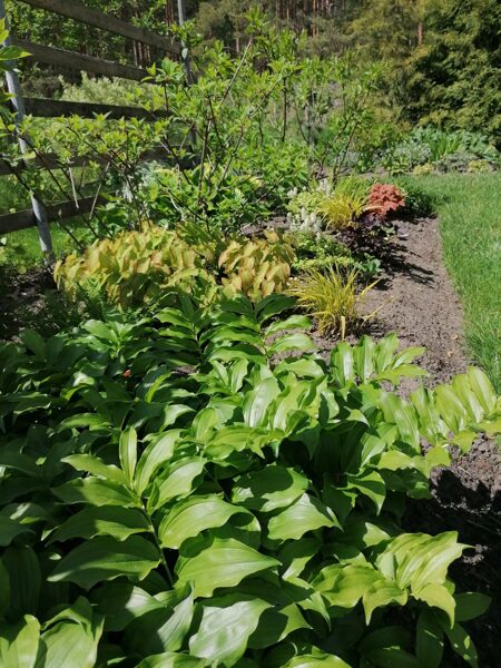 Polygonatum hirtum