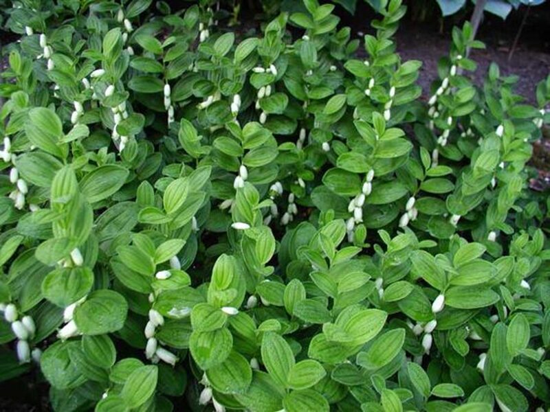 Polygonatum humile