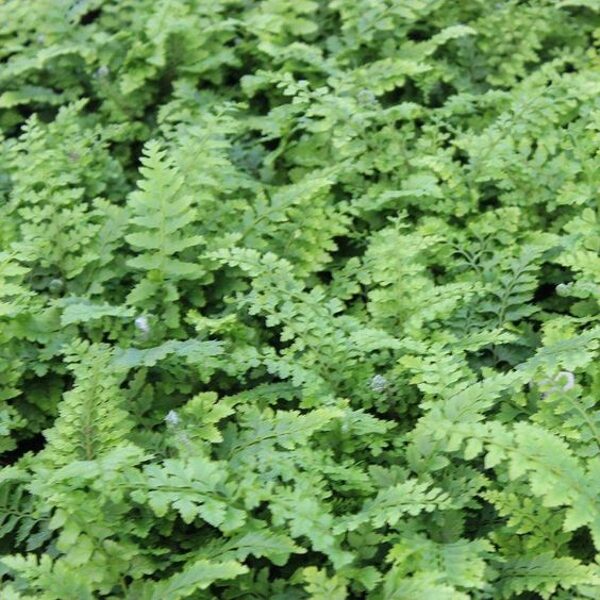 Polystichum aculeatum