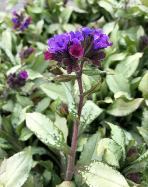 Pulmonaria Diana Clare