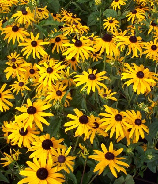 Rudbeckia fulgida Goldsturm