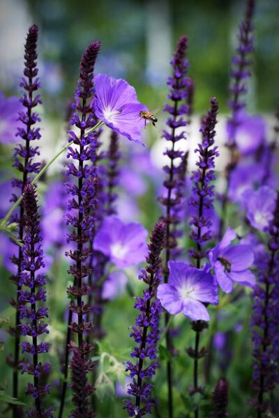 Salvia x superba Caradonna